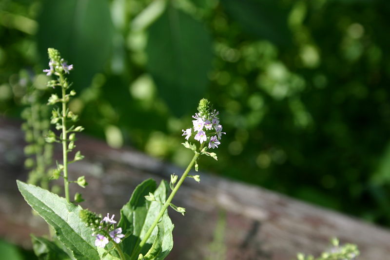 Veronica americana